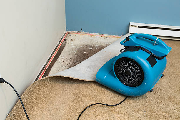 Best Mold removal after water damage  in Elroy, NC